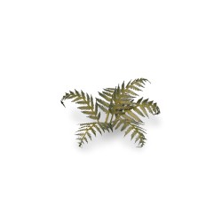 Laser Plants - Bracken