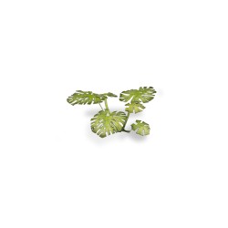 Laser Plants - Monstera